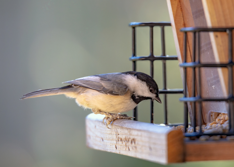 chickadee_4899-75.jpg