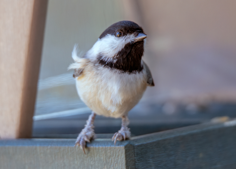 chickadee_4972-75.jpg