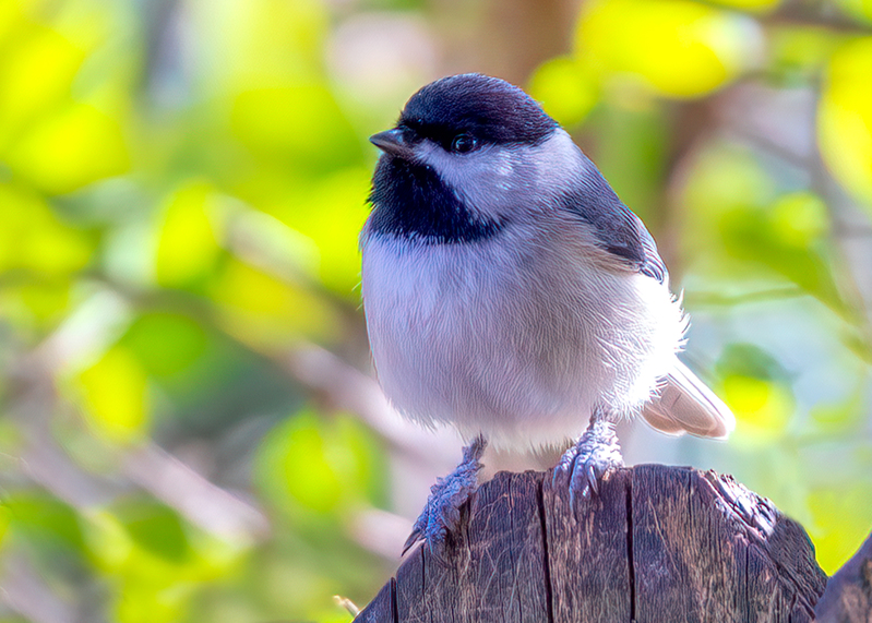chickadee_5068-75.jpg