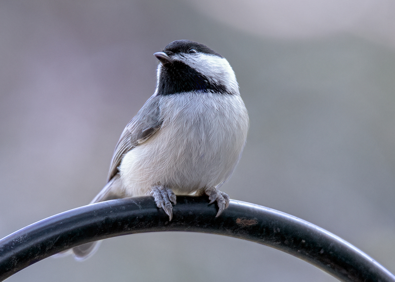 chickadee_5093-75.jpg