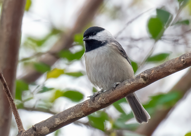 chickadee_5184-75.jpg