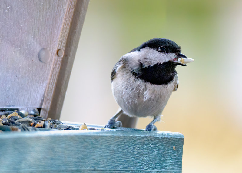 chickadee_5217-75.jpg