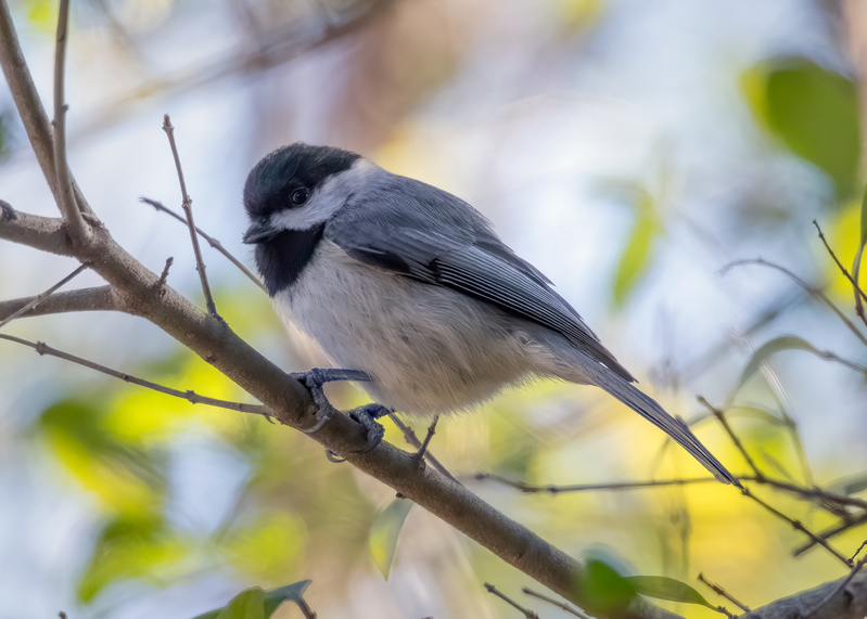 chickadee_5961-75.jpg