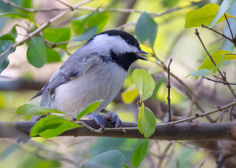chikadee_5211-75.jpg