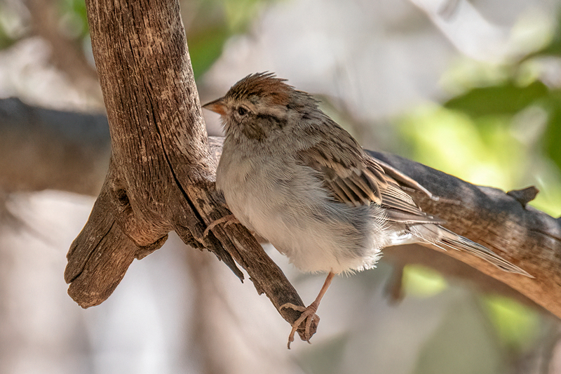 chipping-sparrow_44431-64.jpg