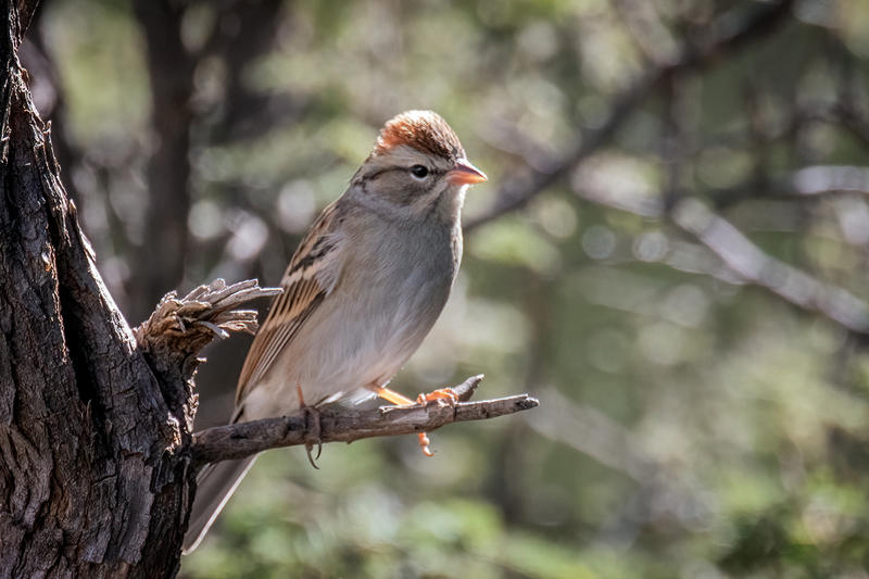 chipping-sparrow_44901-64.jpg