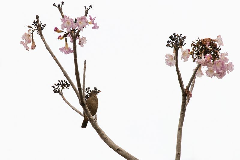 clay-colored-thrush_7085-64.jpg