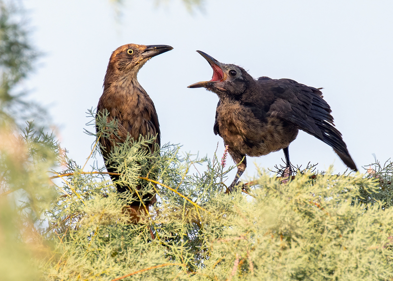 common-grackle_0723-75.jpg