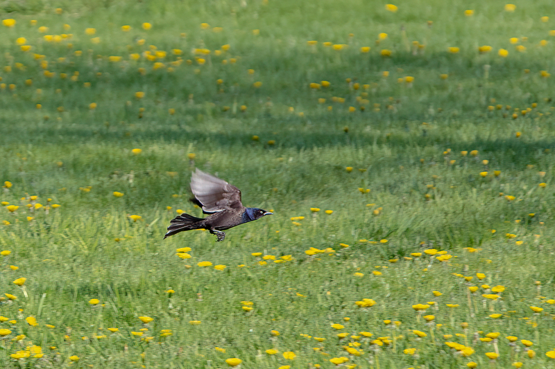 common-grackle_3320-64.jpg