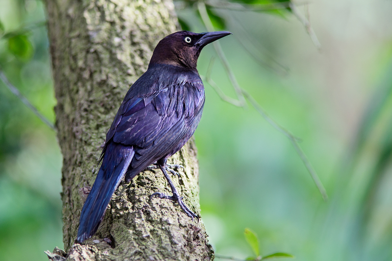 common-grackle_9950-64.jpg