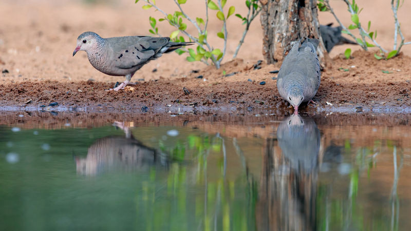 common-ground-dove_3605-169.jpg