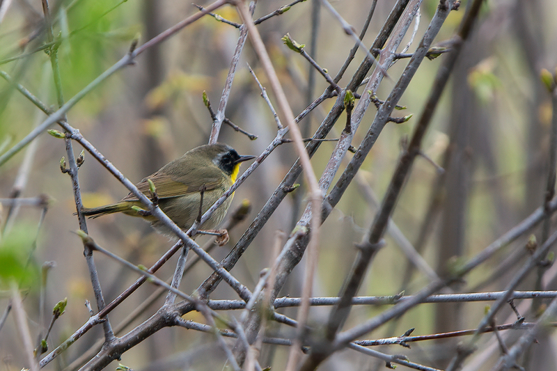 common-yellow-throat_3177-64.jpg