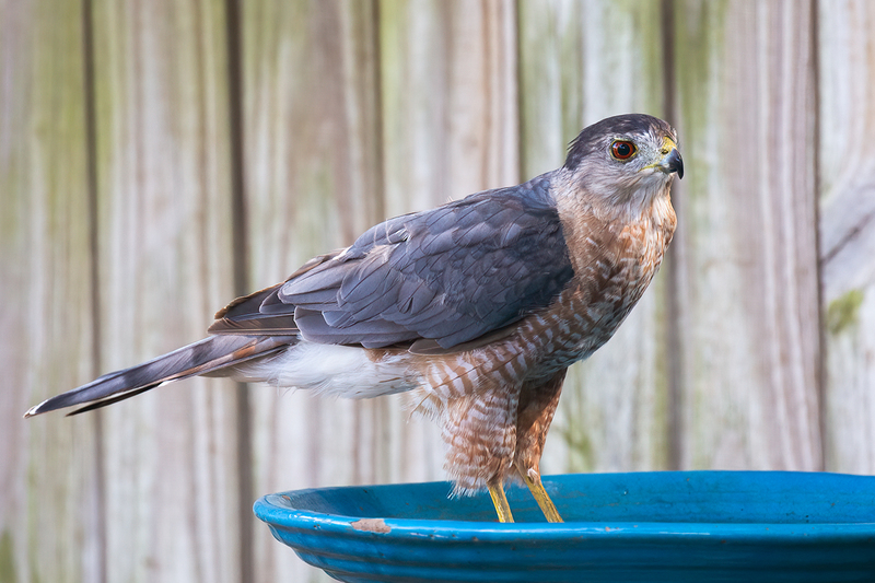 coopers-hawk_3903-64(1).jpg