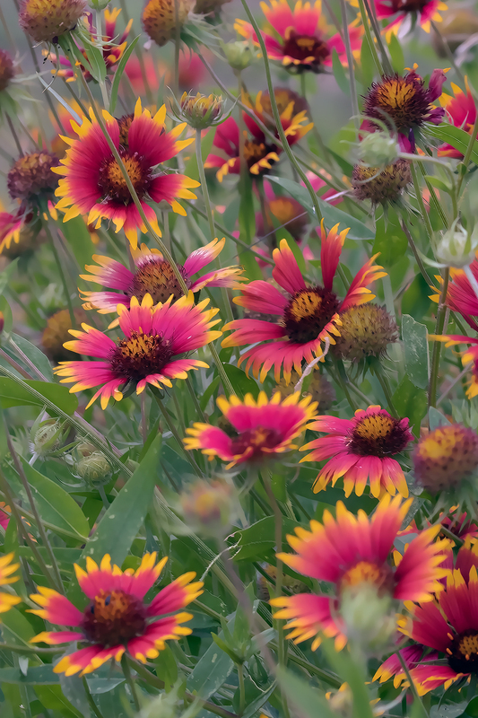 coreopsis_2823-46.jpg