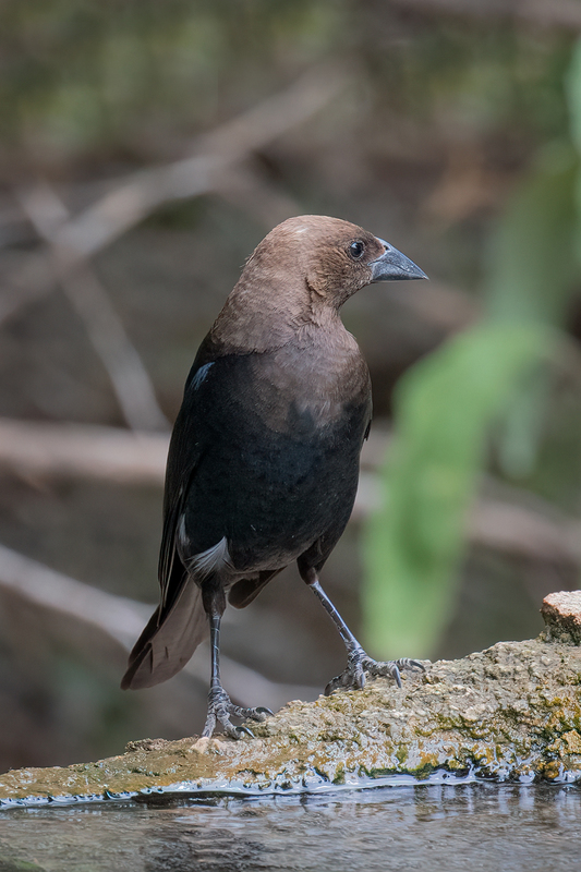 cowbird_3286-46(1).jpg