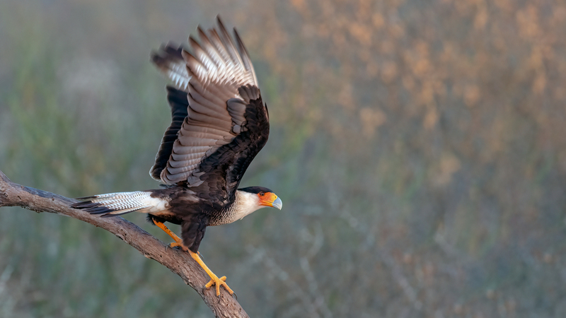 crested-cara-cara_4814-169.jpg