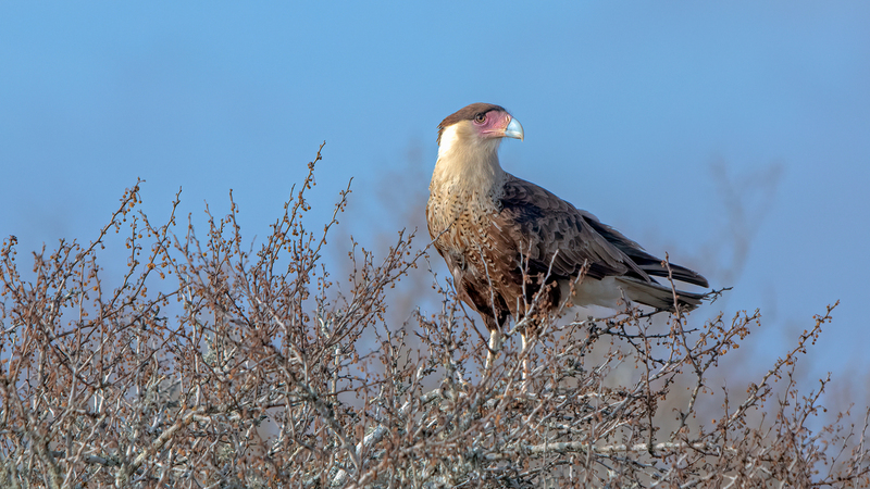 crested-cara-cara_5016-169.jpg