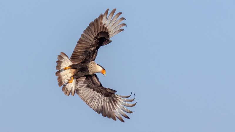 crested-cara-cara_5237FL-169.jpg