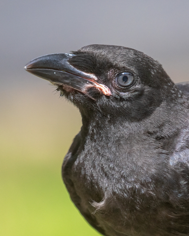 crow-cu_7490-810.jpg