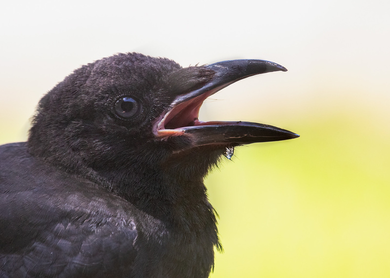 crow-cu7574-75.jpg