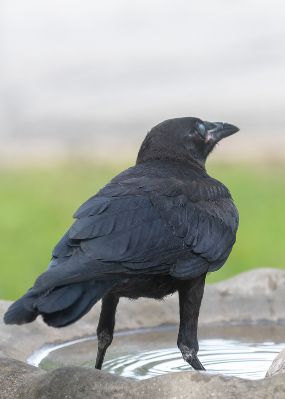 crow-eye_7507-57.jpg