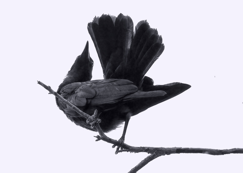 crow-preen_7464bl-75.jpg