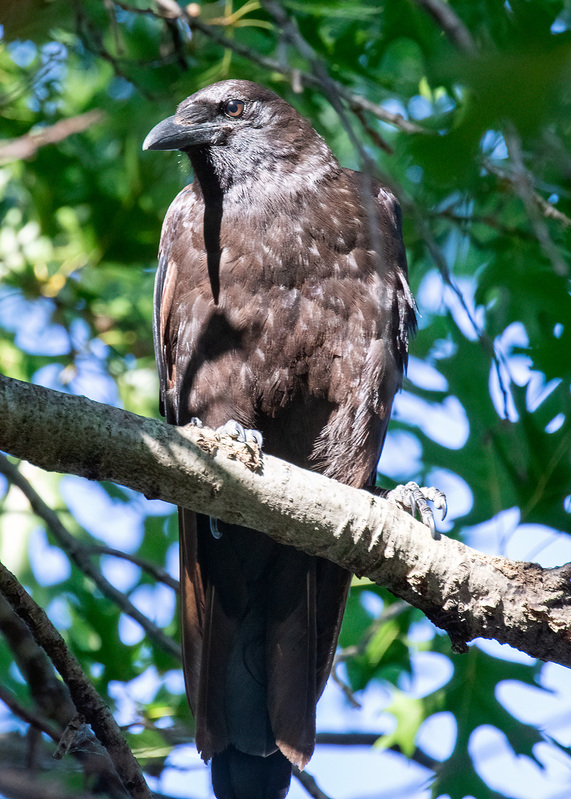 crow-tree_7421-57.jpg