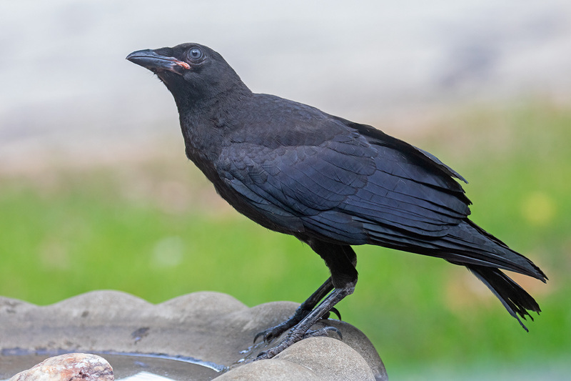 crow_7506-64.jpg
