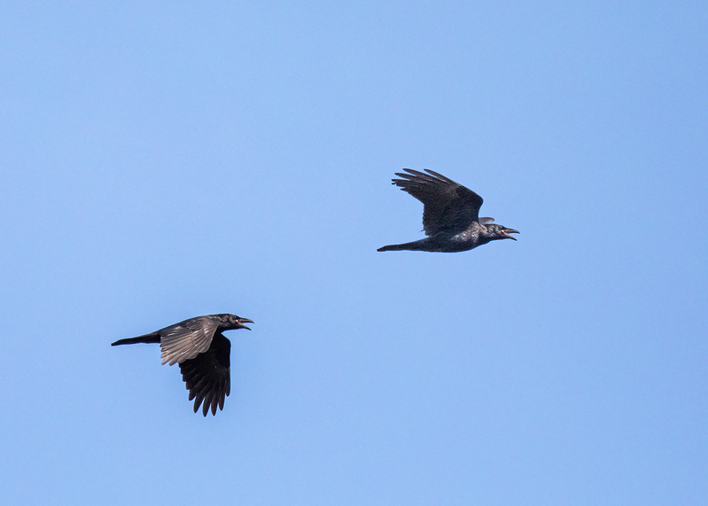 crows_0473.jpg