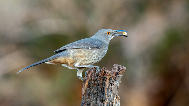 curve-billed-thrasher_4774-169.jpg