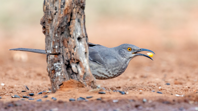curve-billed-thrasher_5921-169.jpg