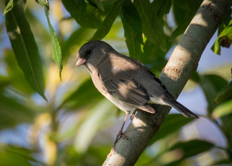dark-eyed junco_0443.jpg