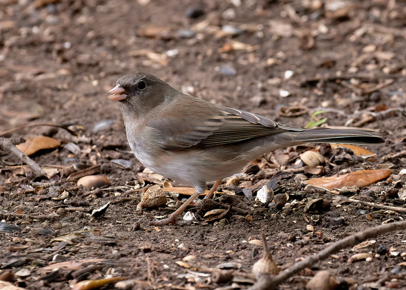 dark-eyed-junco_4731-75.jpg