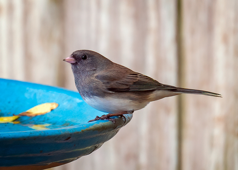dark-eyed-junco_4735-75.jpg