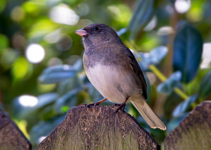 dark-eyed-junco_4920-75.jpg