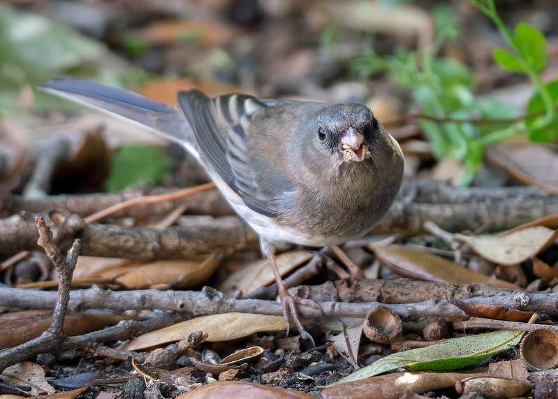 dark-eyed-junco_4942-75.jpg