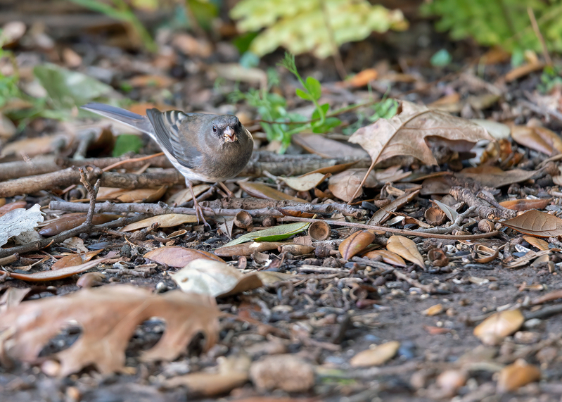dark-eyed-junco_4942a-75.jpg
