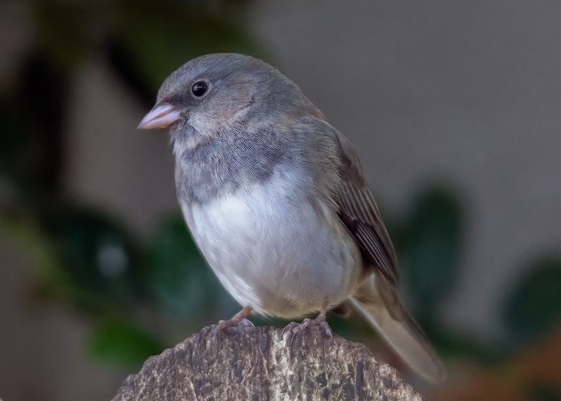 dark-eyed-junco_5075-75.jpg