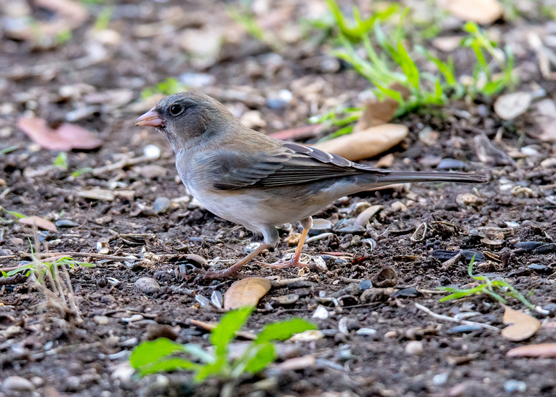 dark-eyed-junco_5102a-75.jpg
