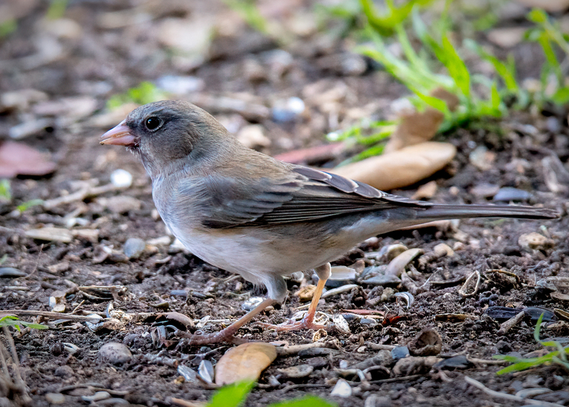 dark-eyed-junco_5102cu-75.jpg
