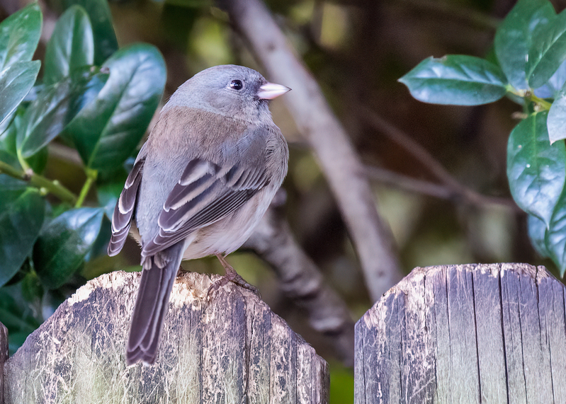 dark-eyed-junco_5232-75.jpg