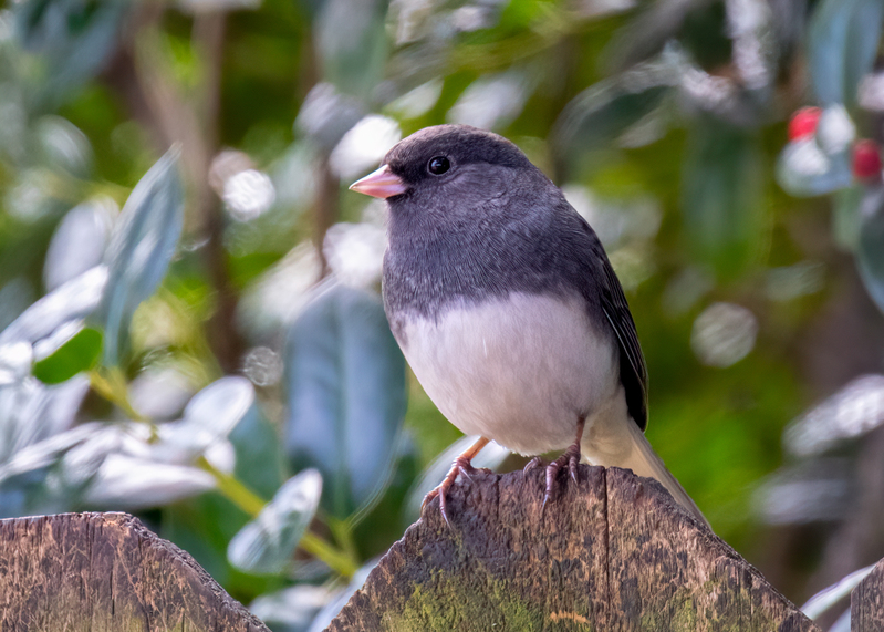 dark-eyed-junco_6246-75.jpg