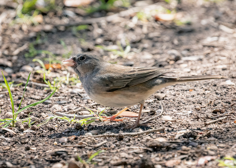 dark-eyed-junco_6335-75.jpg