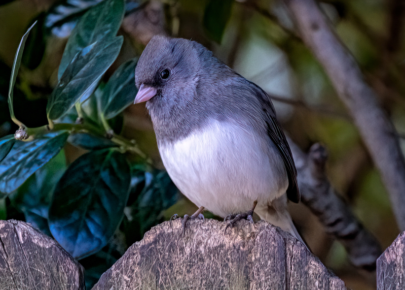 dark-eyed-junco_6338-75.jpg