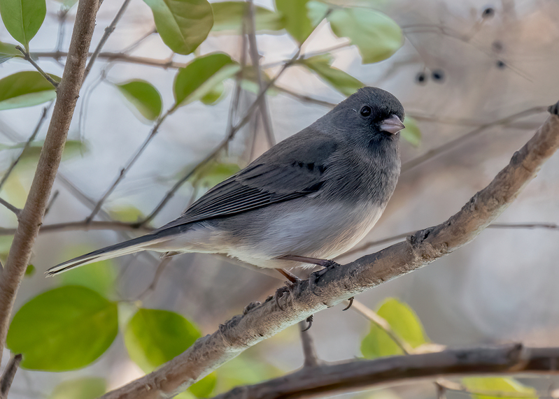 dark-eyed-junco_6374-75.jpg