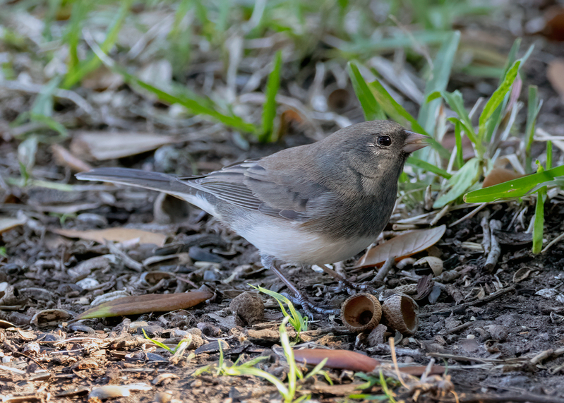 dark-eyed-junco_6381-75.jpg