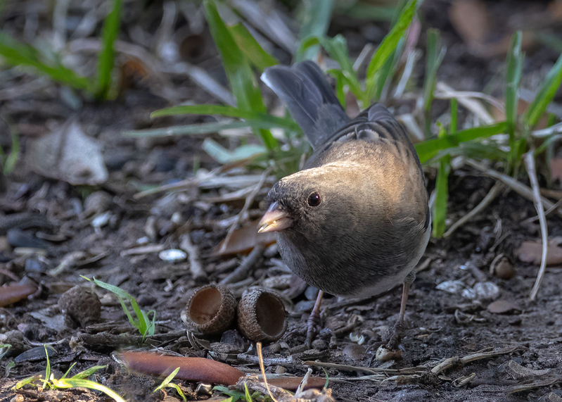 dark-eyed-junco_6383-75.jpg