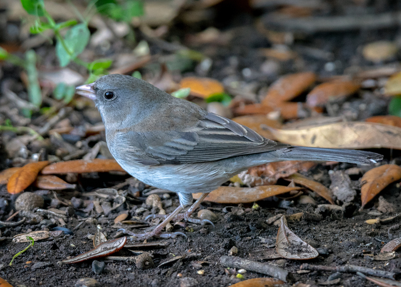 dark-eyed-junco_6460-75.jpg