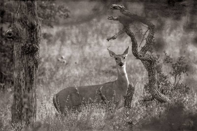 deer_4056-64(1).jpg