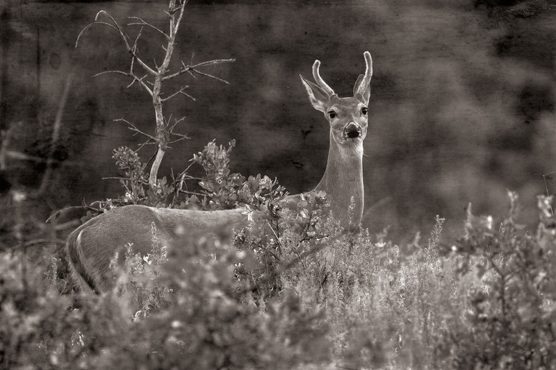 deer_4068-64(1).jpg
